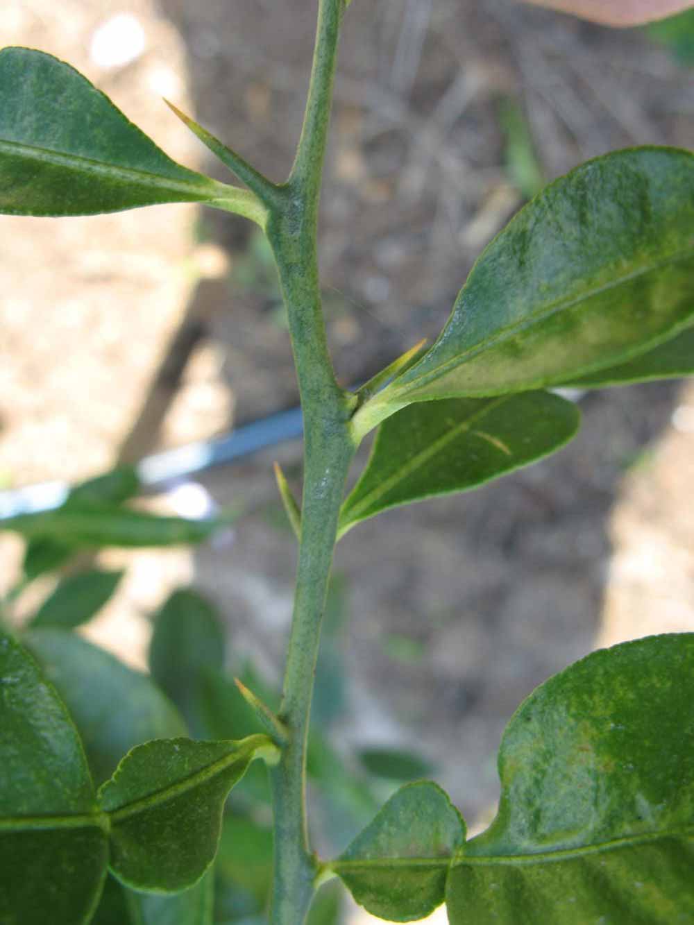              First year twig (Winter Haven, FL)       